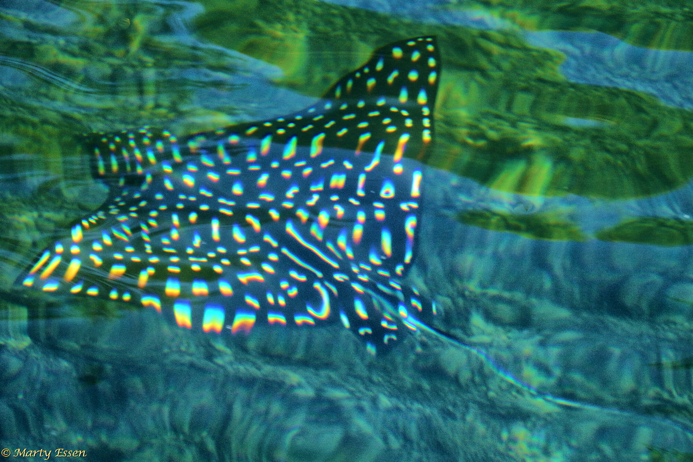Photographing the Eagle Ray - Around the World with Marty Essen