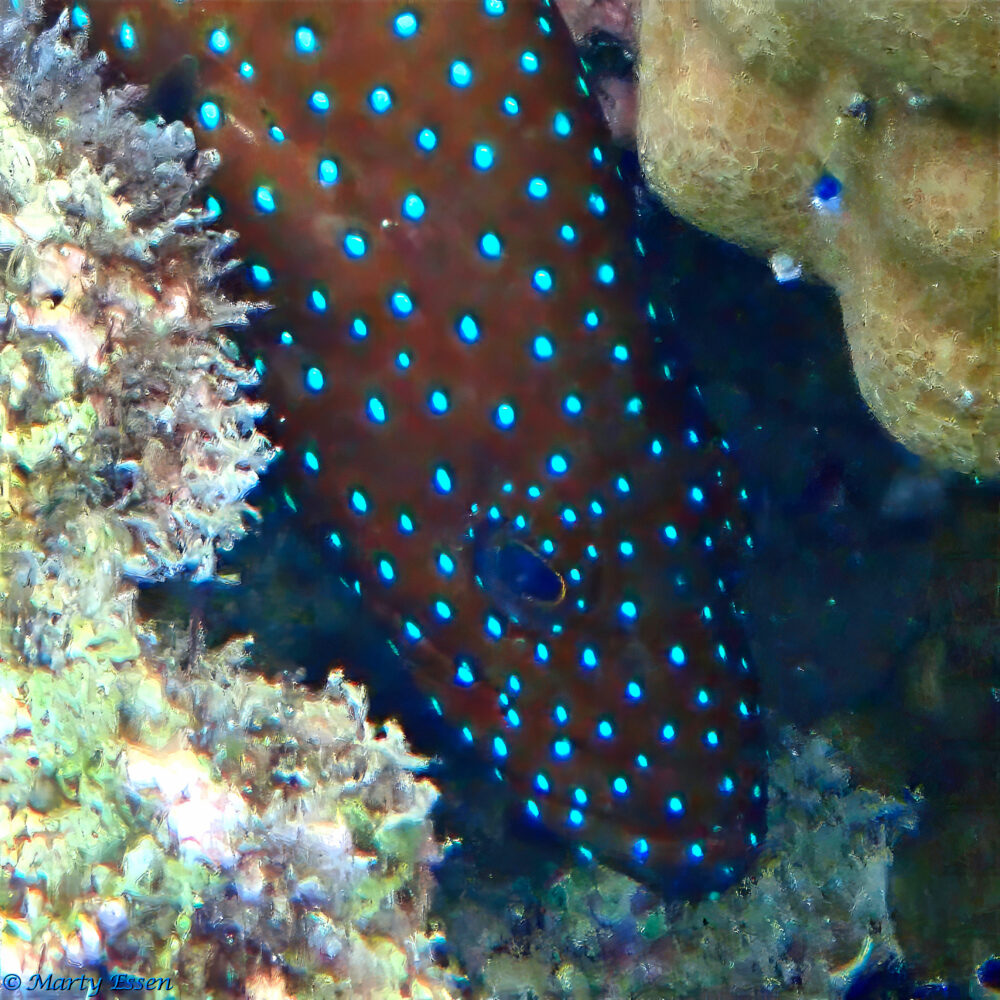 Bluespotted Groupers Change Colors