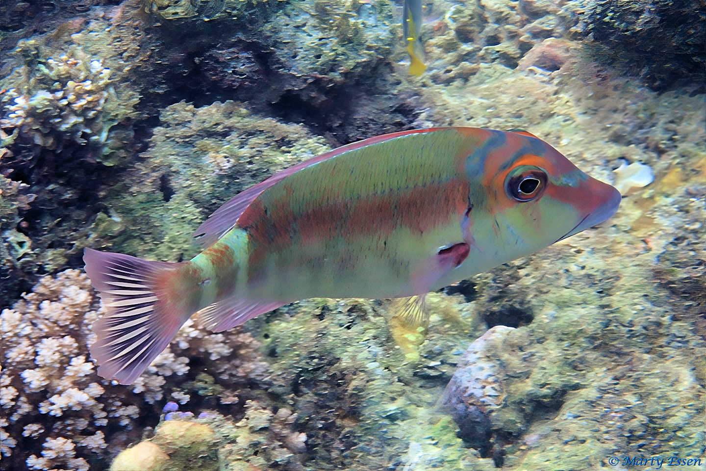 The Versatile Longfin Emperor - Around the World with Marty Essen