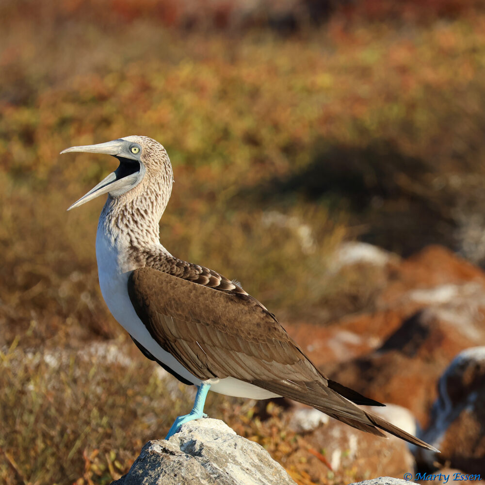 Blue-Foot Boobies