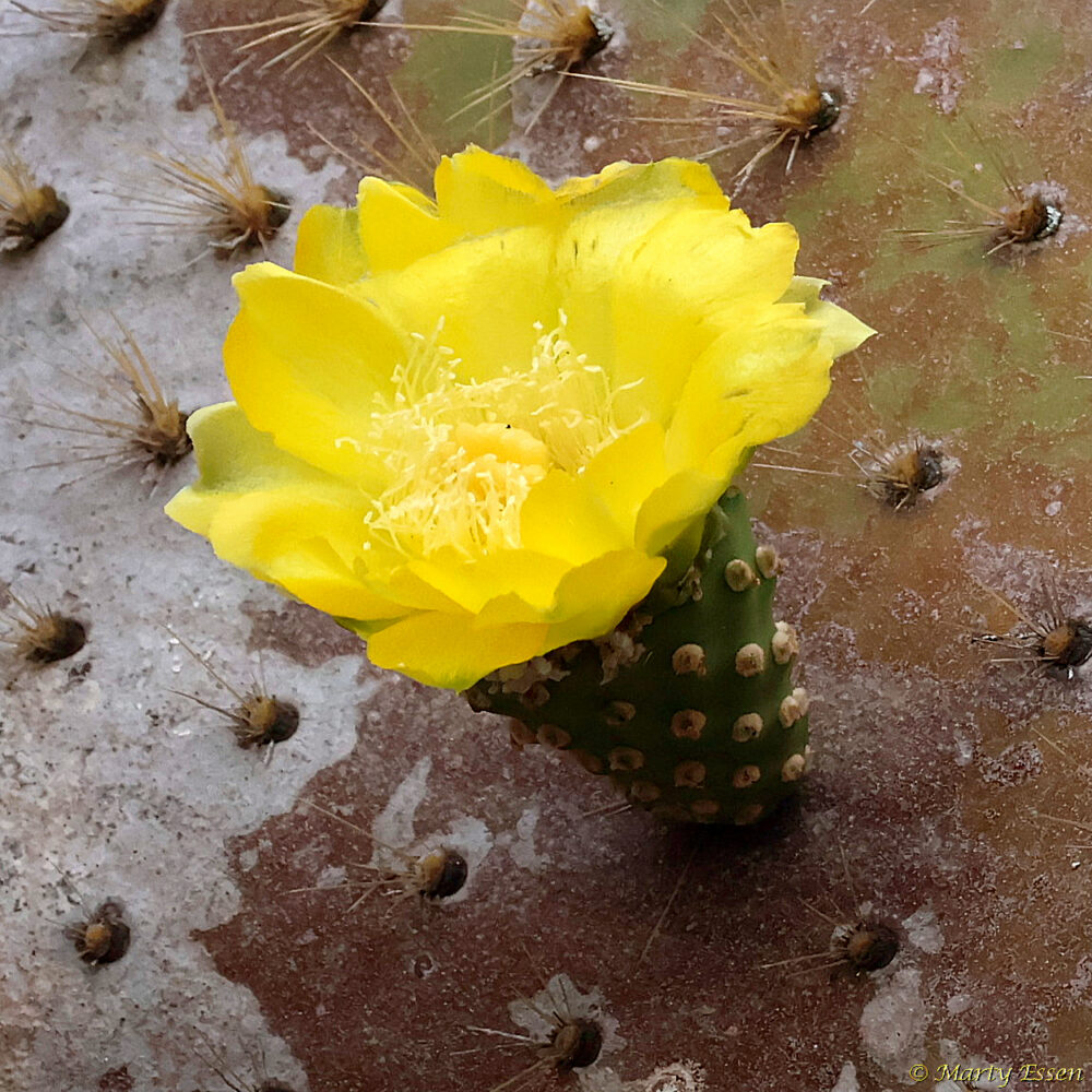 Cactus Flower