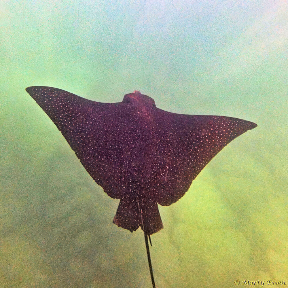Kayaking with Spotted Eagle Rays