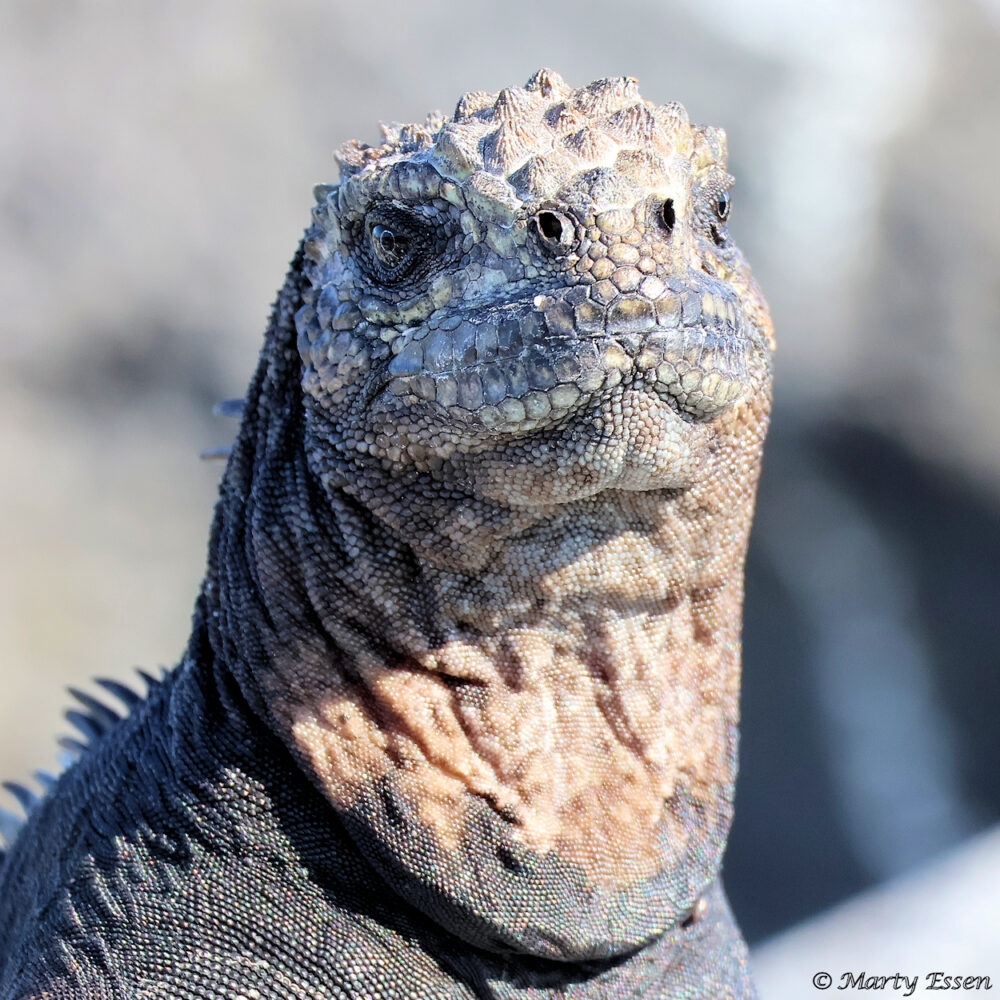 One of the Great Faces of the Galapagos Islands