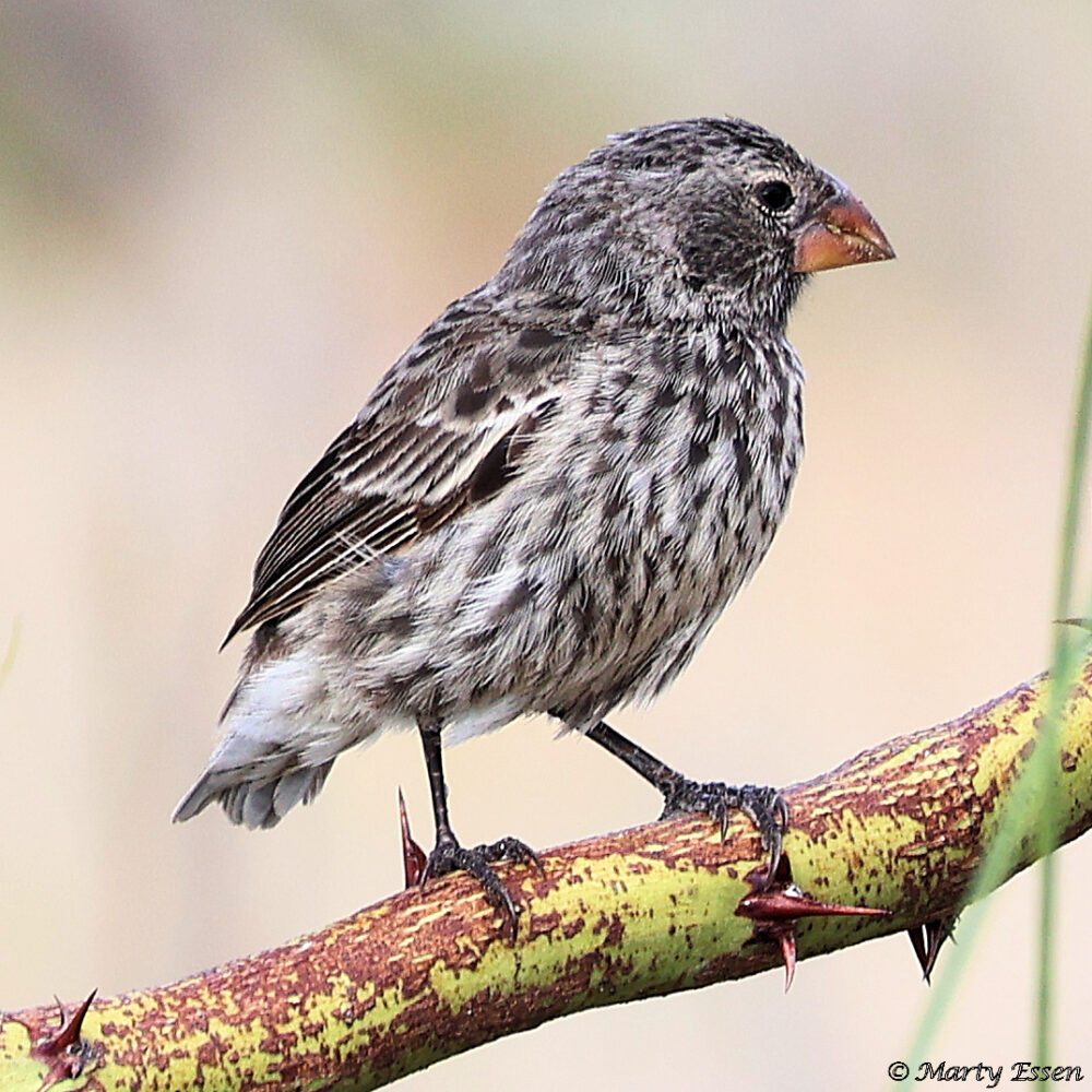 Darwin’s Finches