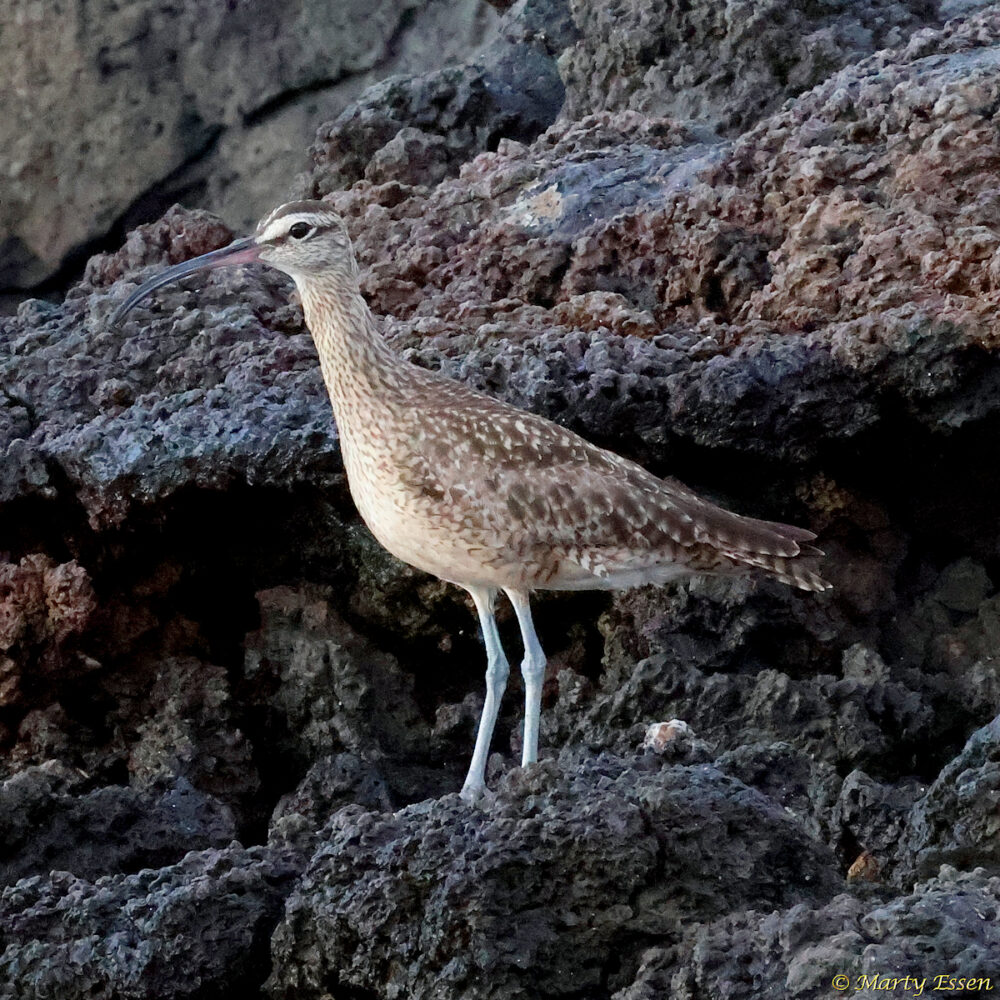 Galapagos Whimbrel
