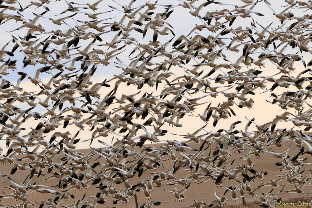 Oodles of Snow Geese