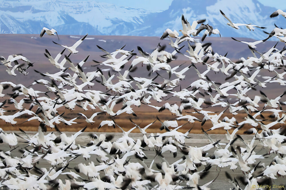 Snow Geese Against the Mountains