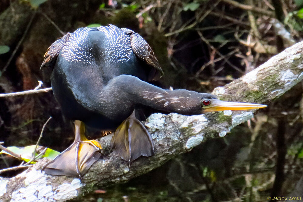 The Anhinga Dance