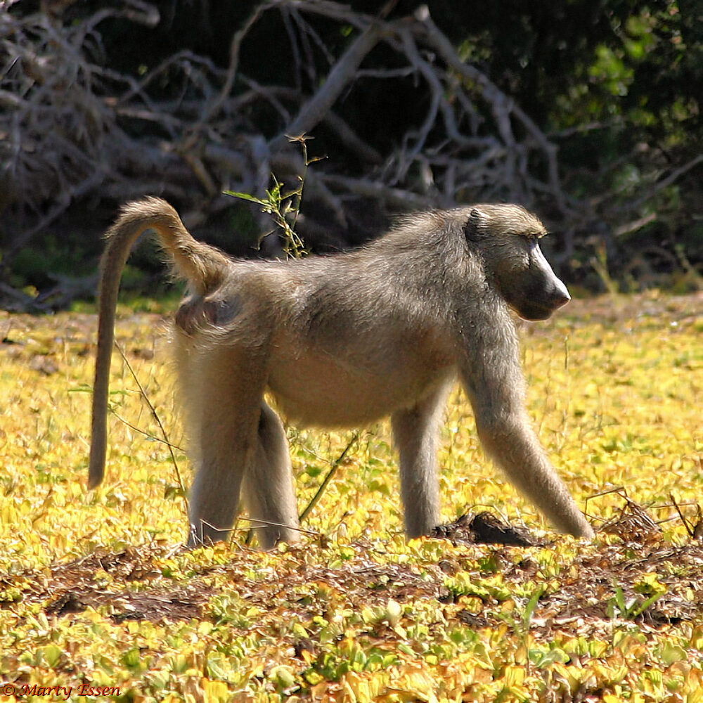 The Chacma Baboon