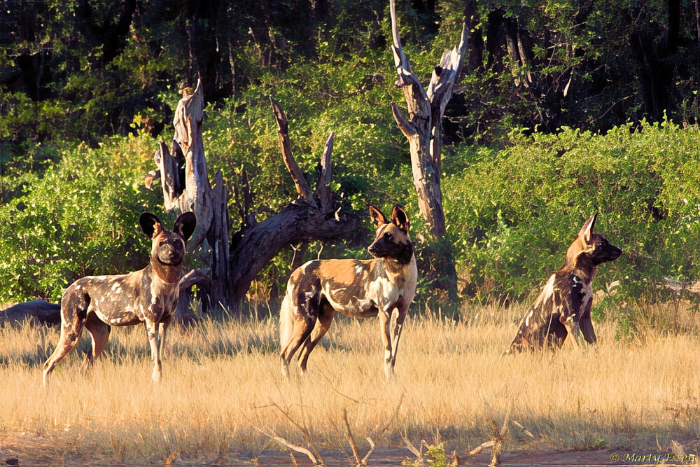 A Pack of 18 Painted Dogs