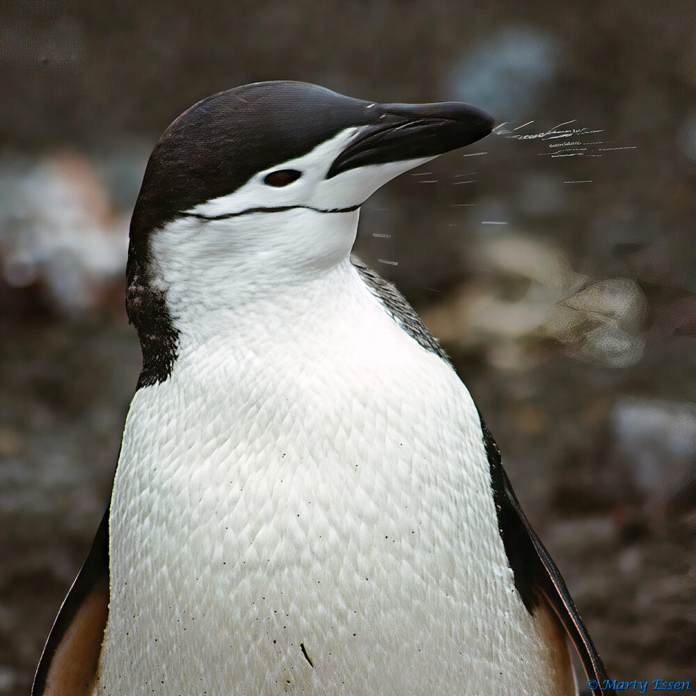 The Penguin Sneeze