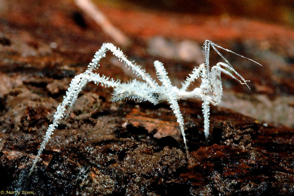 Unblurring the Pipe Cleaner Spider