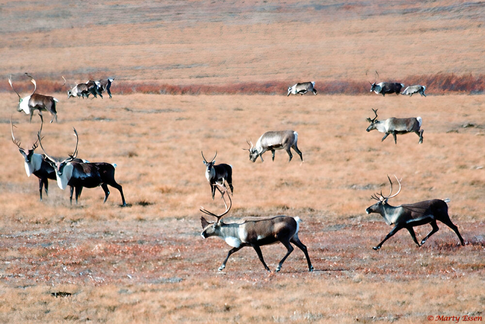 Hiking with the Porcupine Caribou Migration