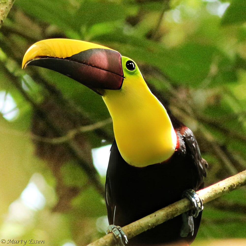 Saving the Toucan Shot