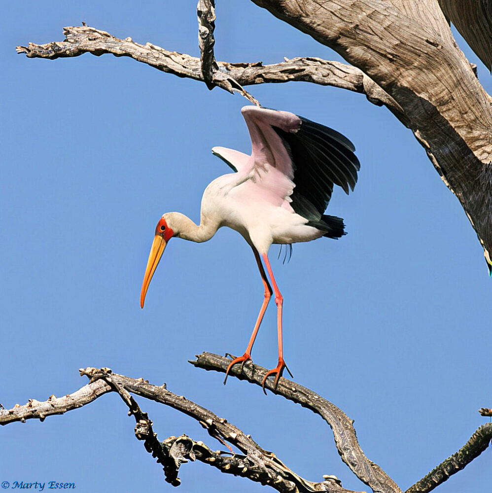Repairing a Yellow-Billed Stork Photo