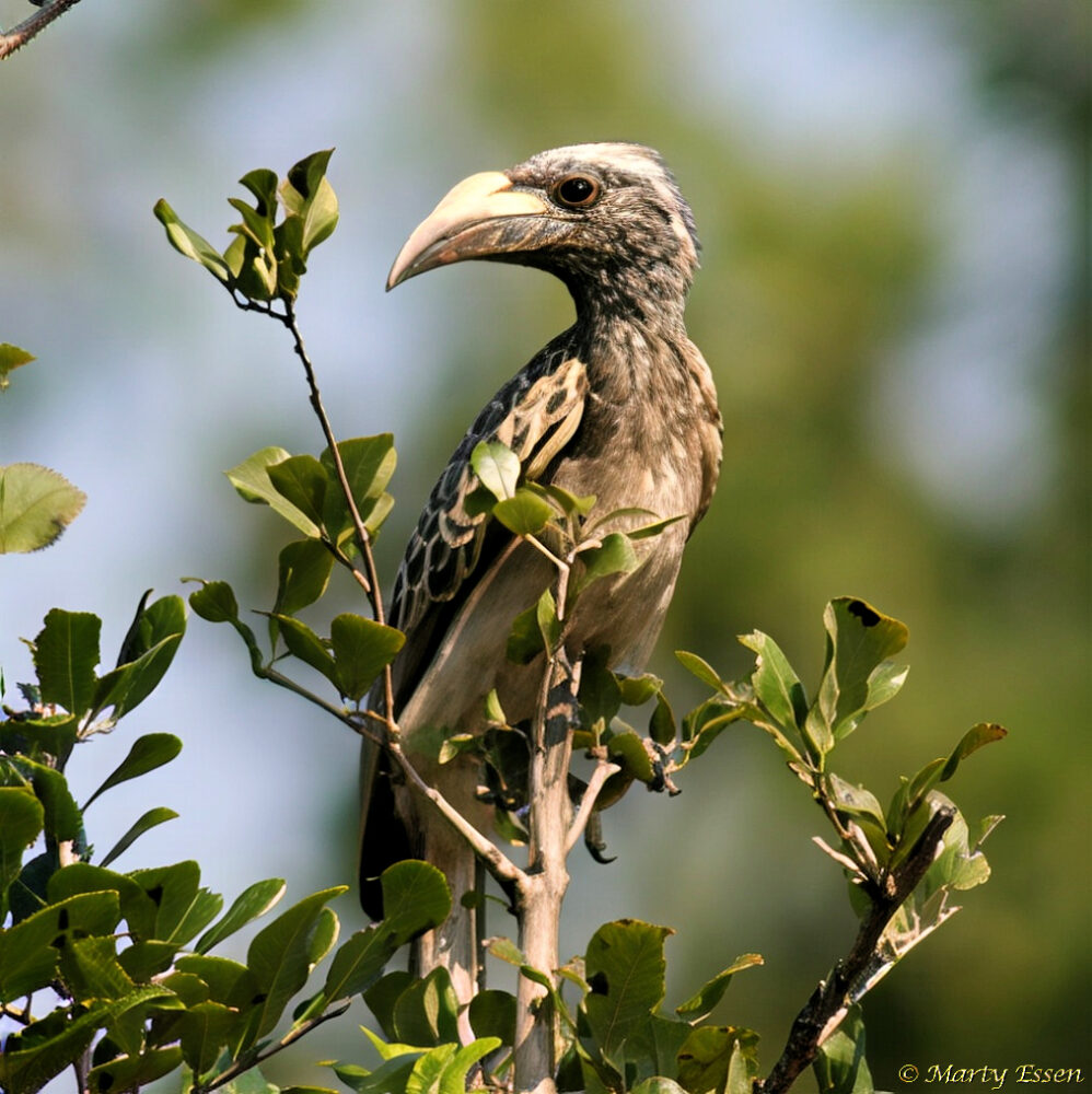 Photographing the African Grey Hornbill