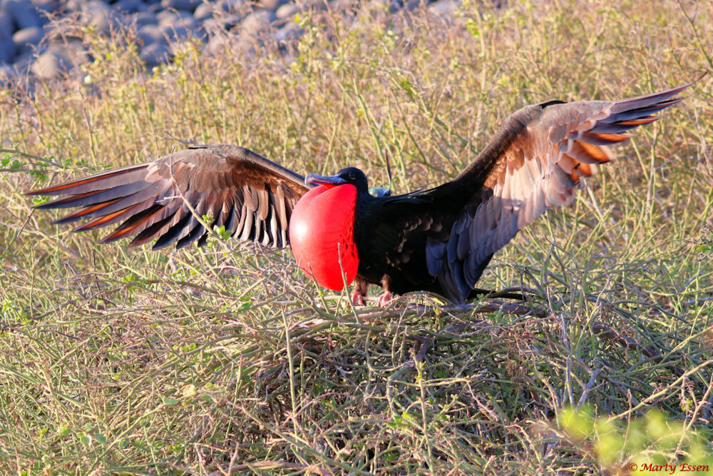 Attempting to Pick Up a Hot Chick