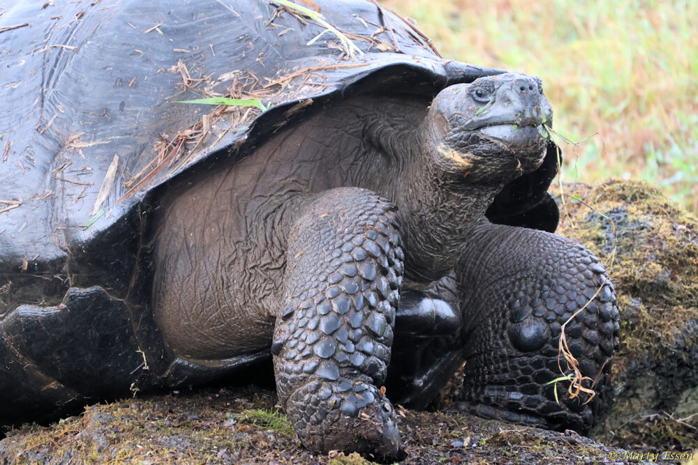 One Huge Galapagos Giant Tortoise