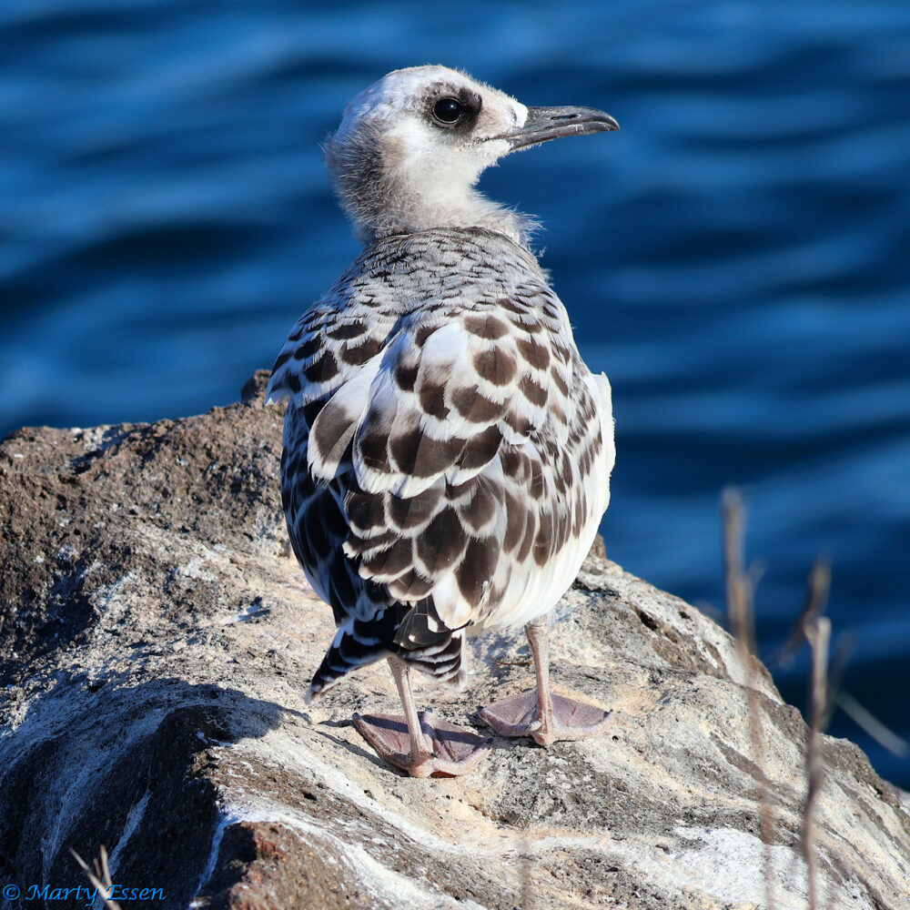 Juvenile Swallow-tailed Gull Cuteness