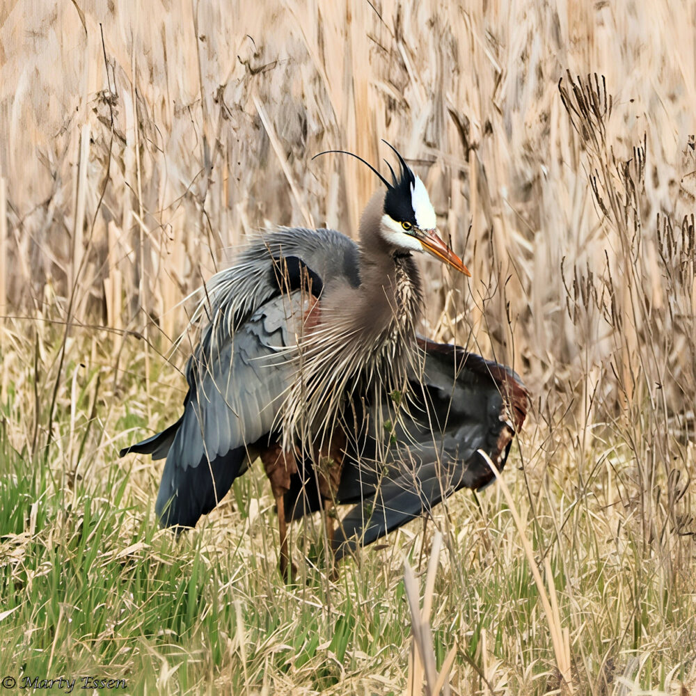 The Great Blue Heron Test Subject