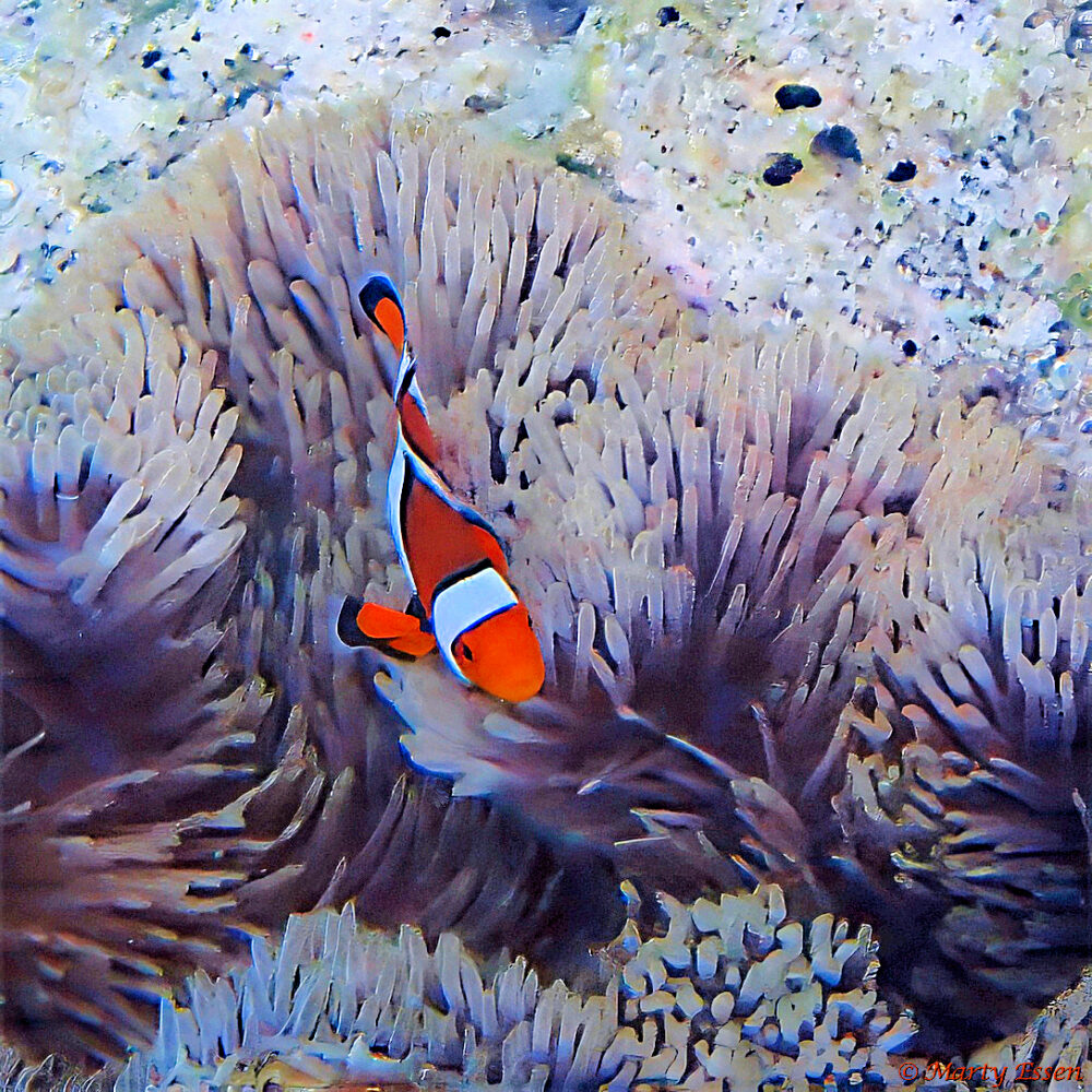 Amazing Clownfish