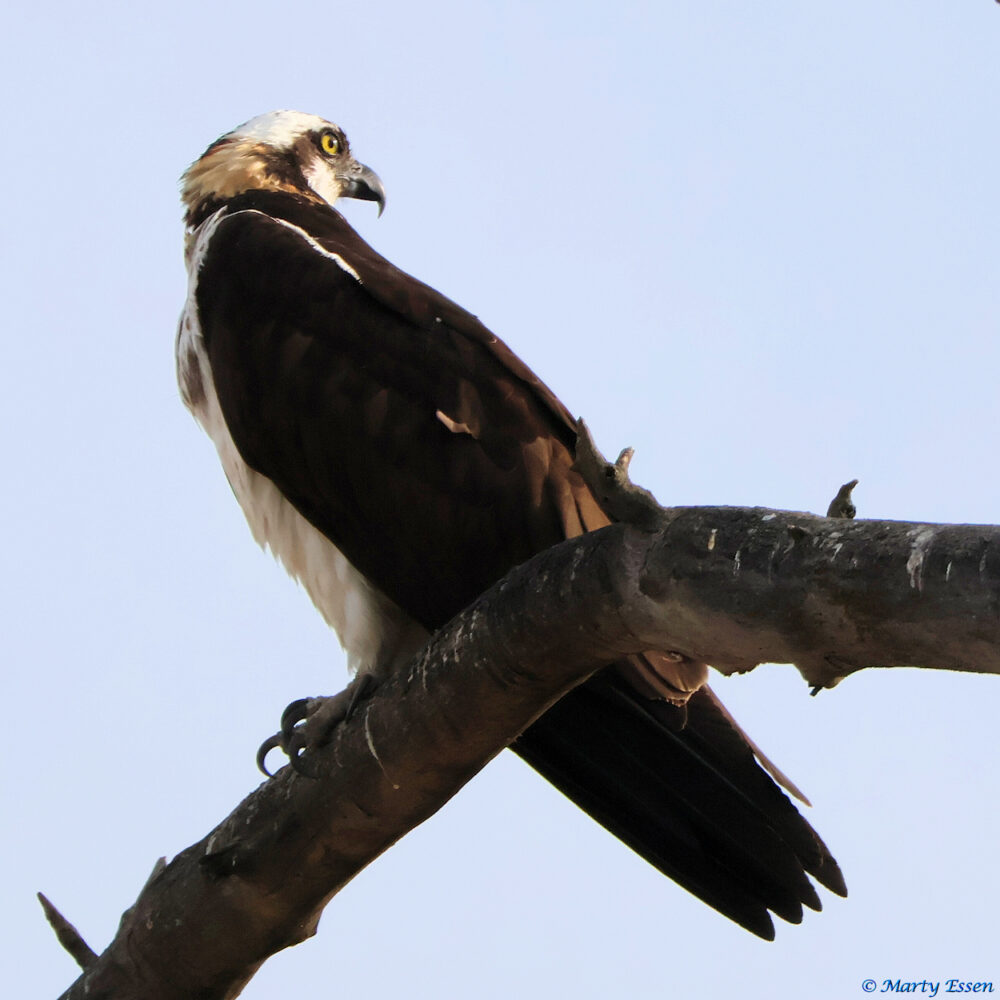 The Patient Osprey