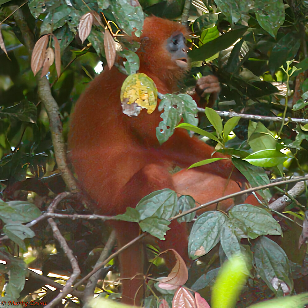 Rescuing a Red Leaf Monkey Photo