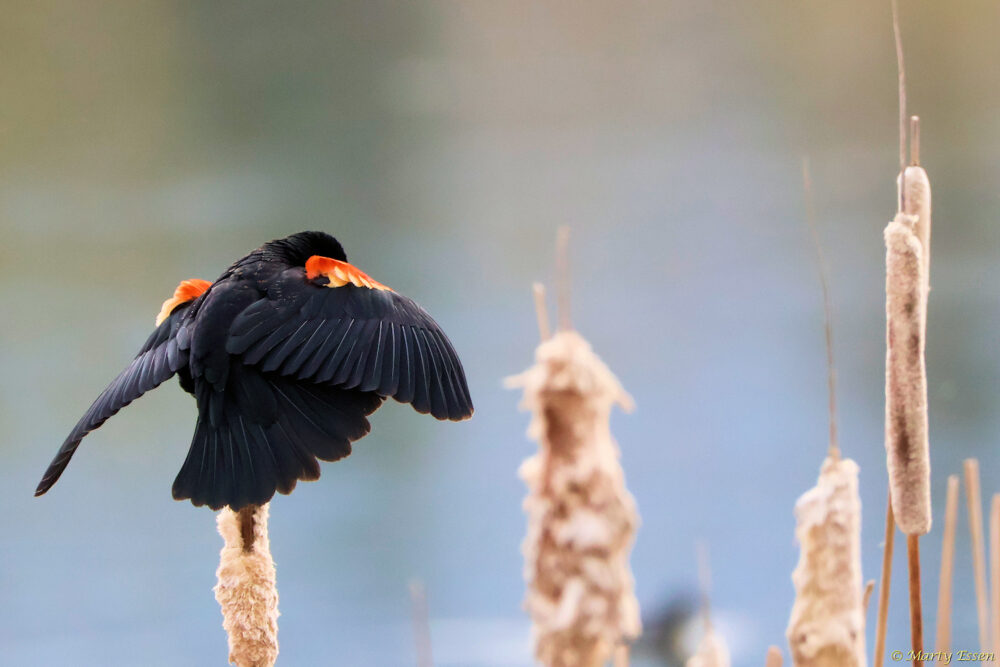 The Artsy Red-winged Blackbird