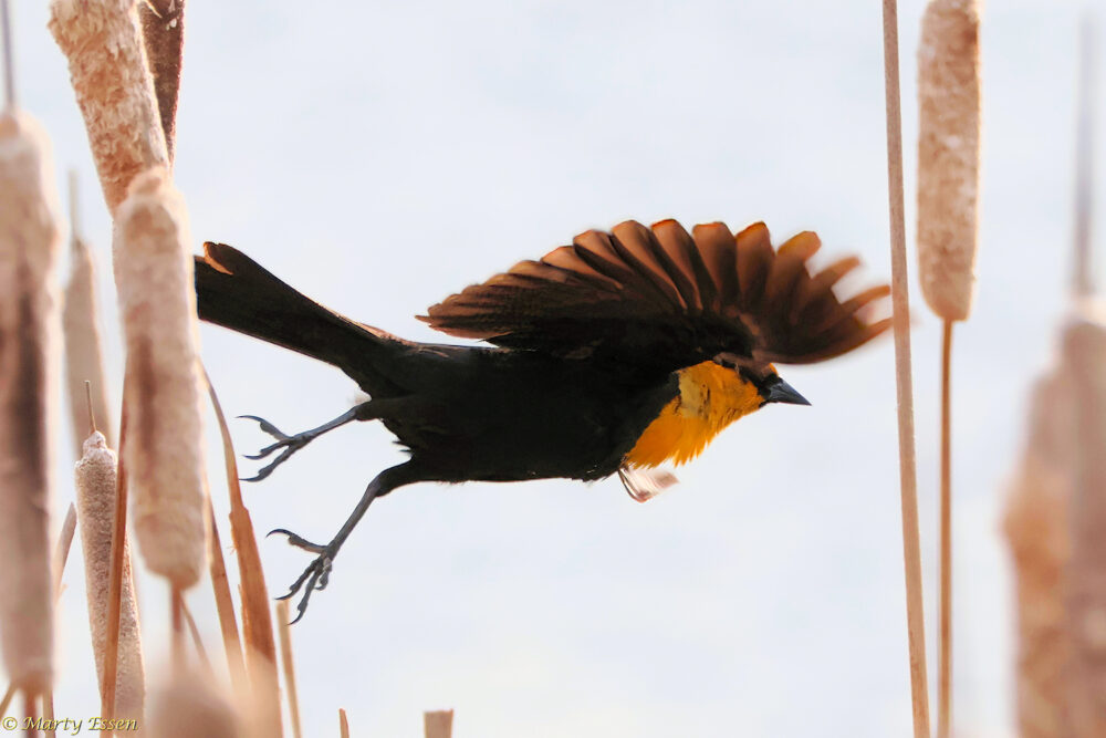 The In-flight Challenge