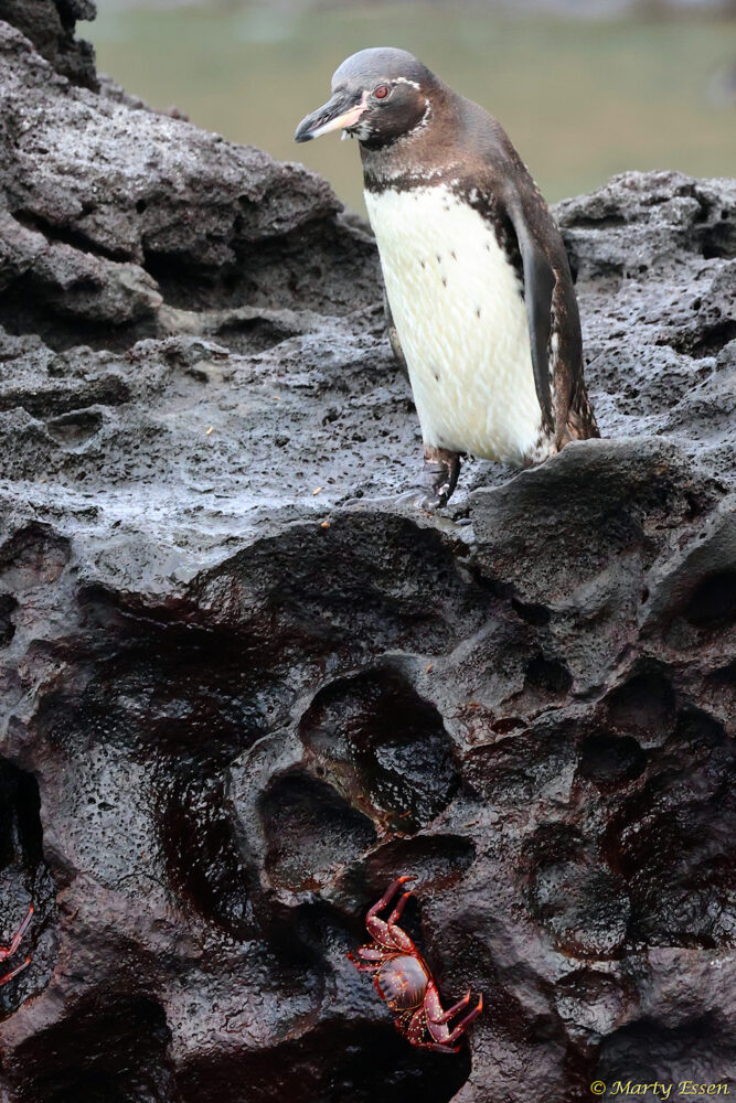 Penguin and Crab