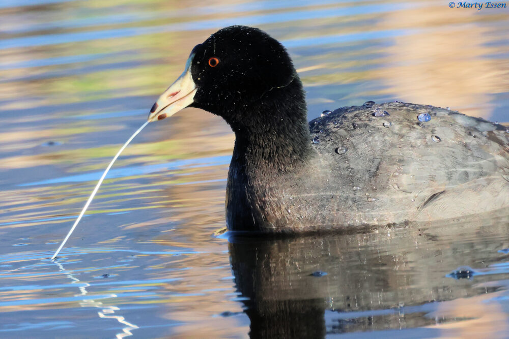 An American Coot
