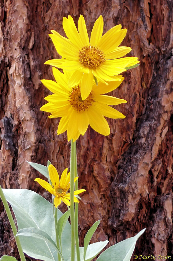 Arrowleaf Balsamroot