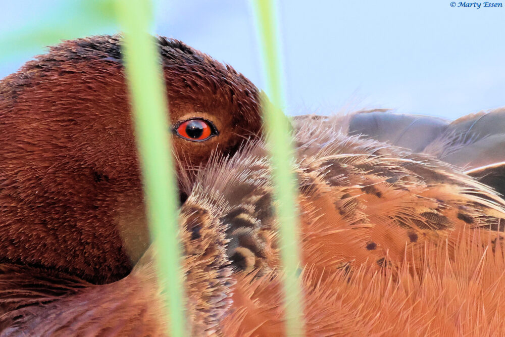 Cinnamon Teal Eye
