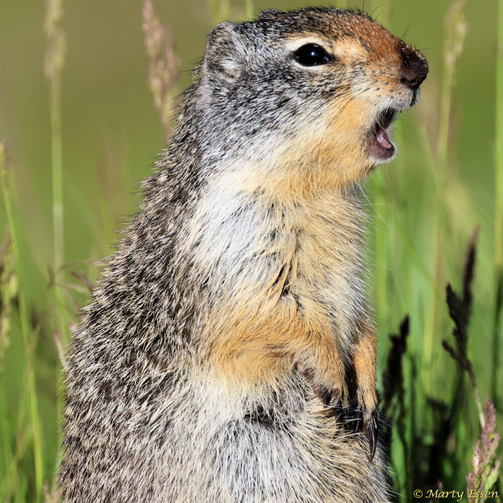 The Call of the Columbian Ground Squirrel
