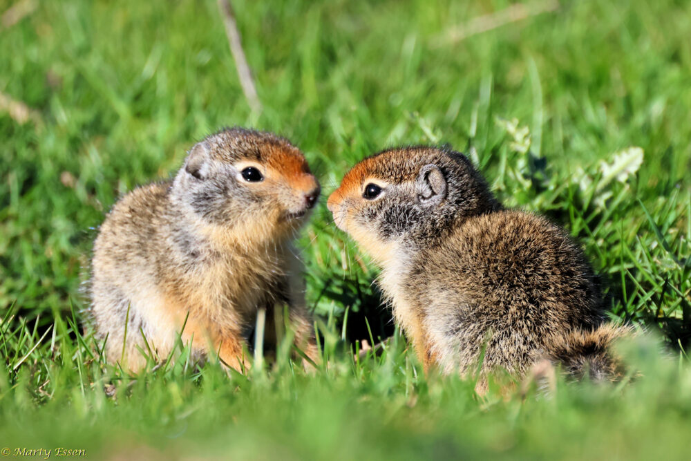 Baby Ground Squirrels