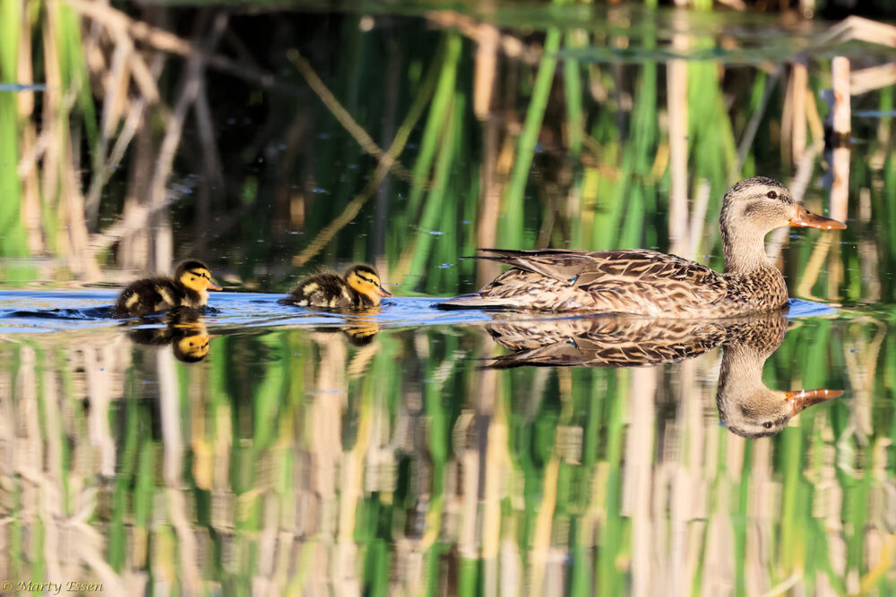 Mother and Chicks