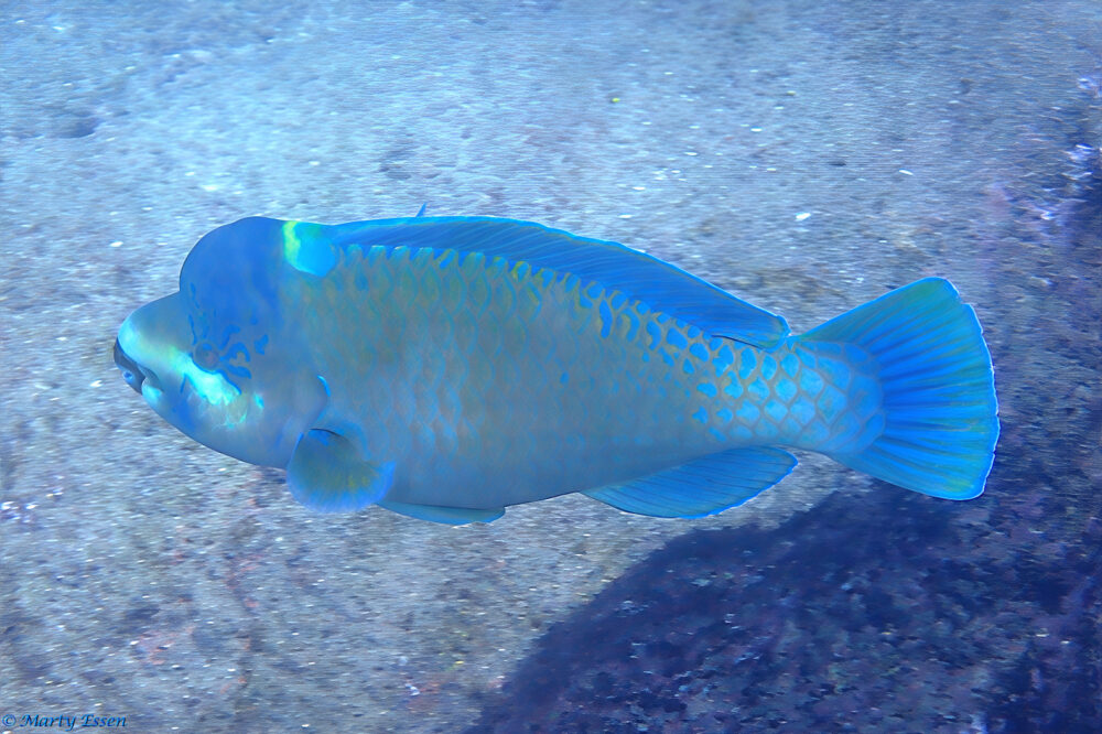 Humphead Parrotfish