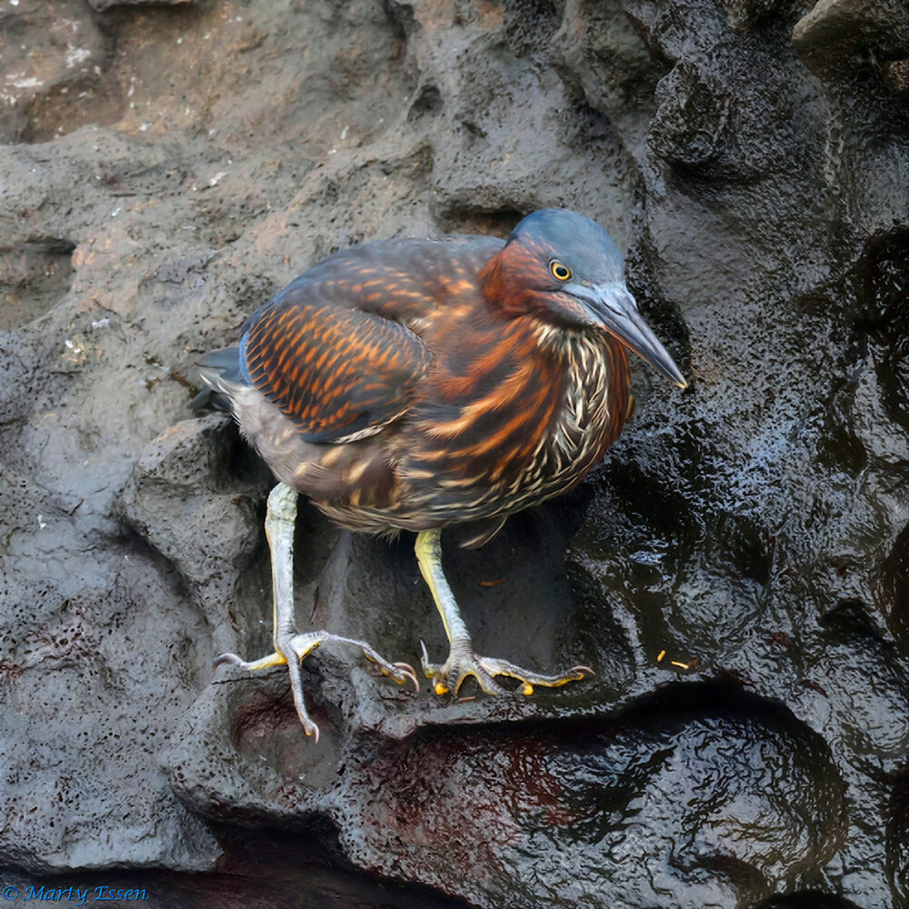 Juvenile Lava Heron