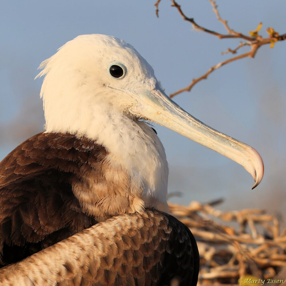 Magnificent Frigatebird