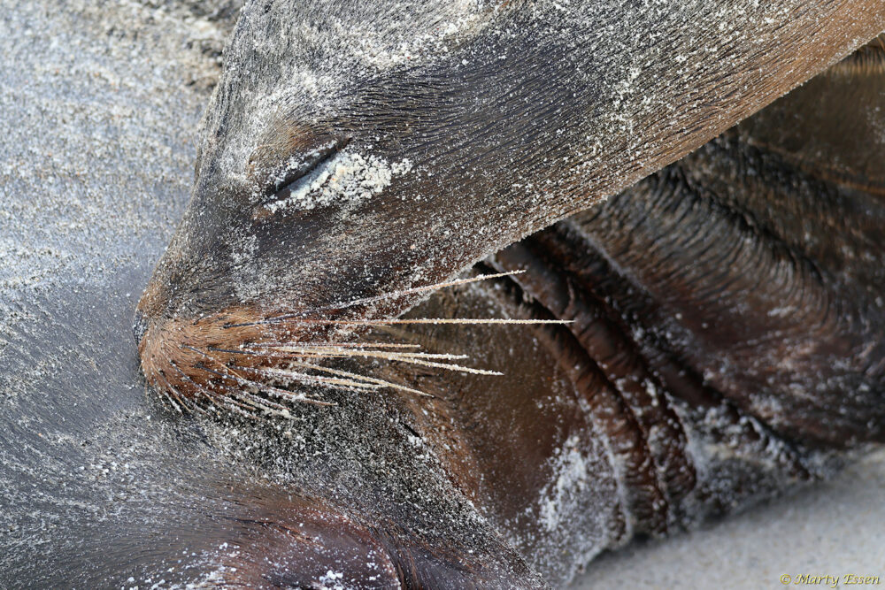 Sea Lion or Sea Dog