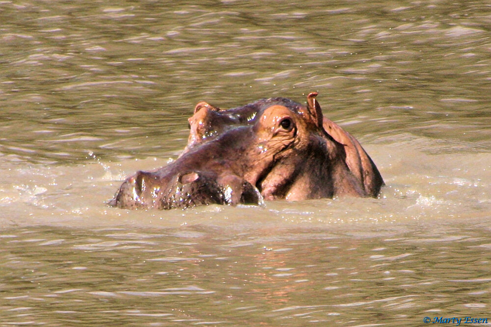 Pissed Off Hippo