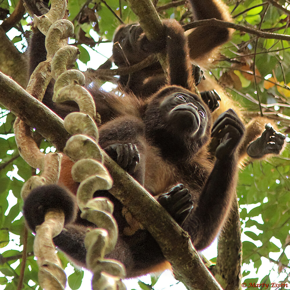 Howler Monkeys