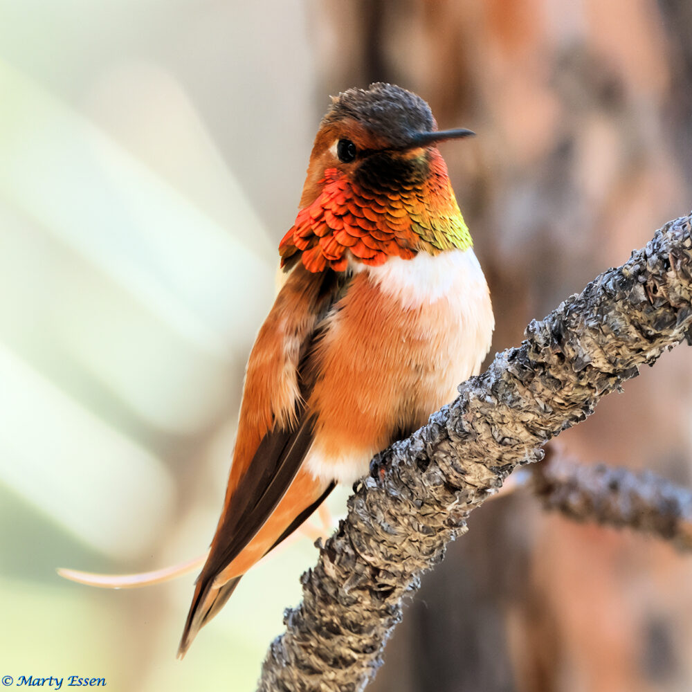 The Memory of Hummingbirds, Ver 2