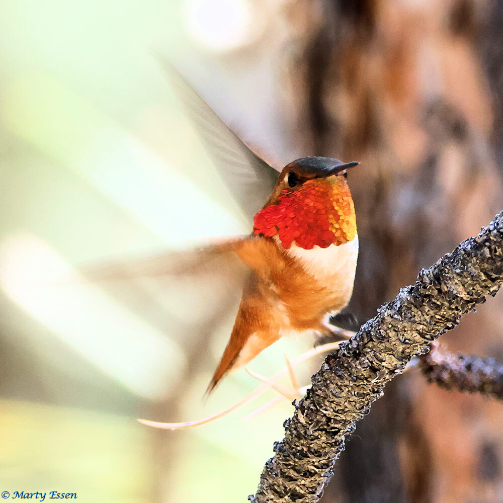 The Memory of Hummingbirds