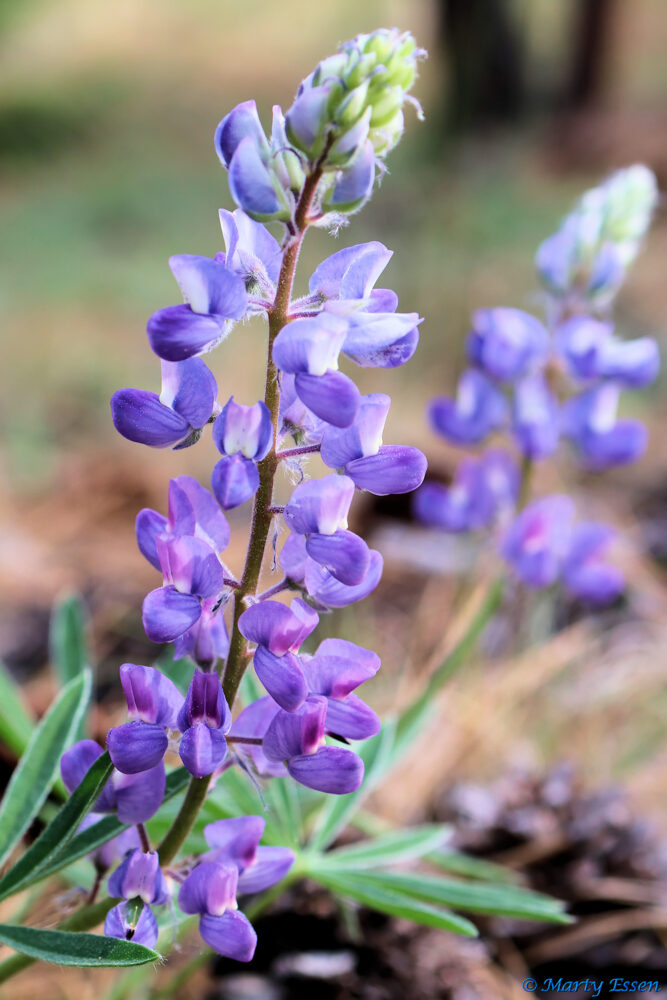 Blue Lupine Bloomin’
