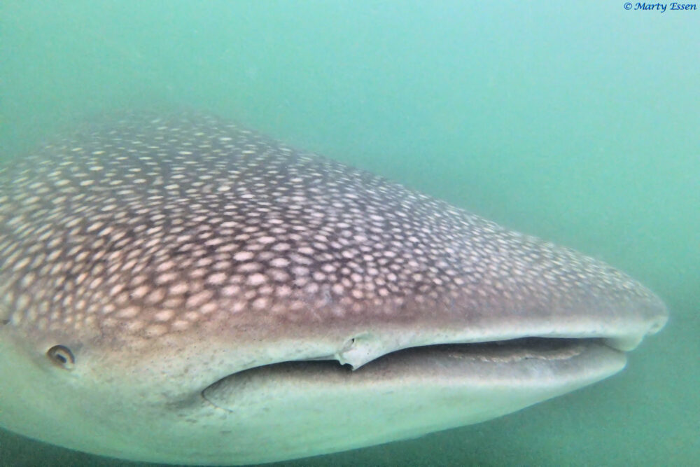 A Whale Shark Approaches