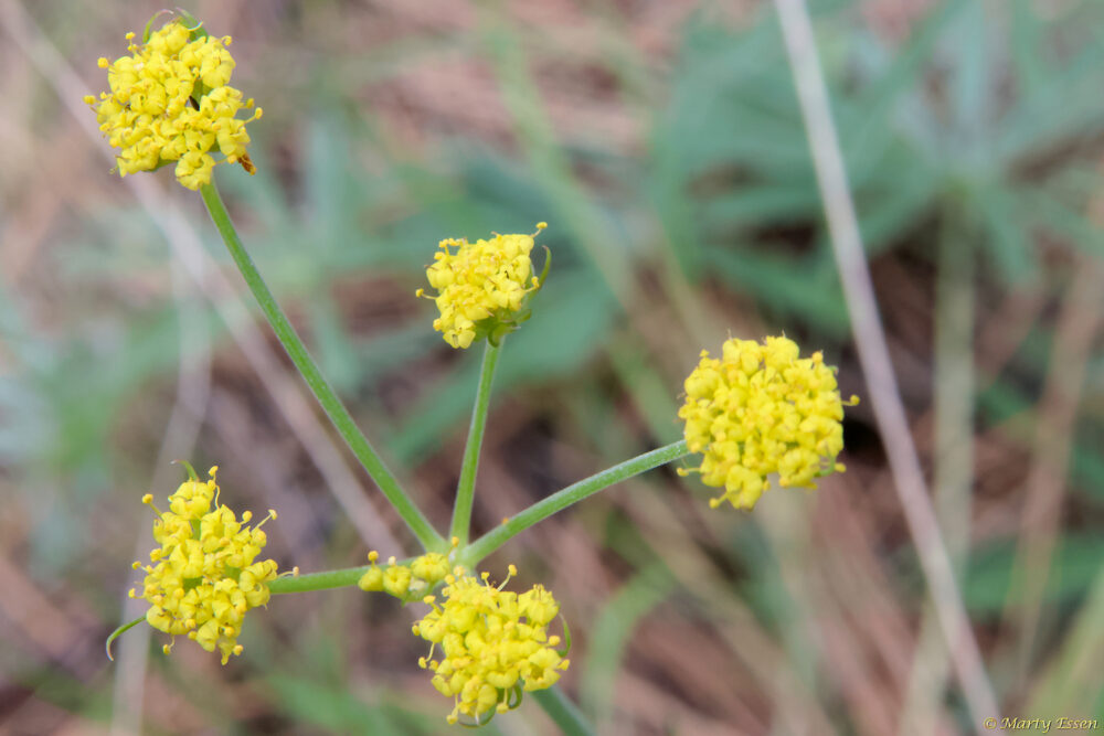 Nineleaf Biscuitroot