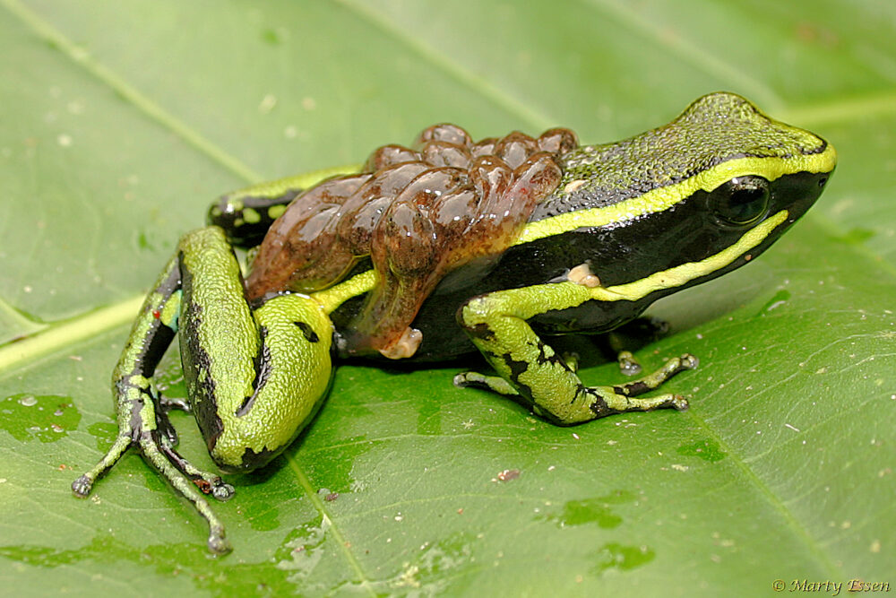 Poison Dart Frog With Tadpoles