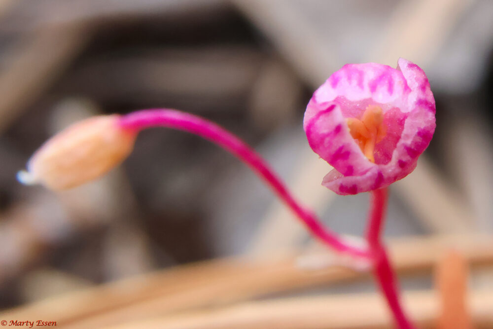 A Tiny, Tiny Flower