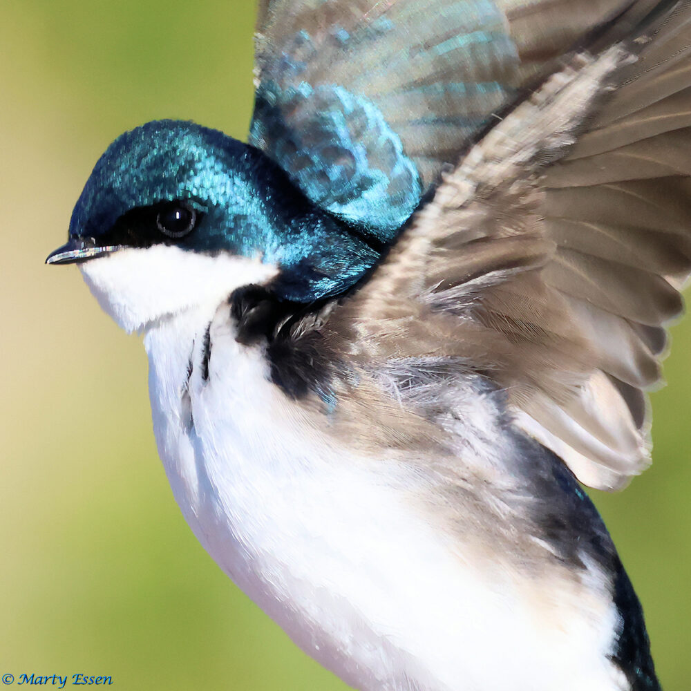 The Beautiful But Unappreciated Tree Swallow